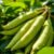 Fasola limonkowa – właściwości, zdrowie i zastosowania kulinarne